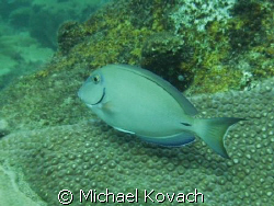 Ocean Surgeonfish on the Inside Reef at Lauderdale by the... by Michael Kovach 